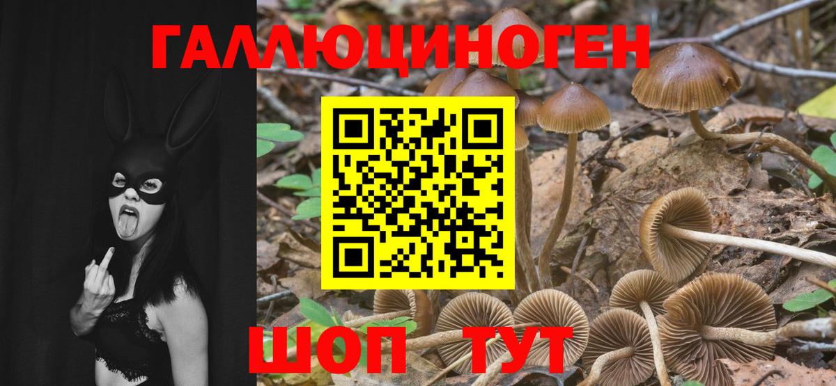 Псилоцибиновые грибы Psilocybe  Вход с VPN  Майский 